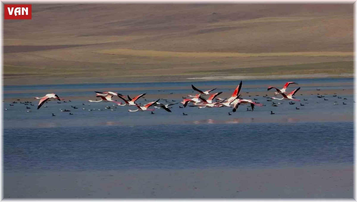 Erçek Gölü flamingoların gözde mekanı haline geldi