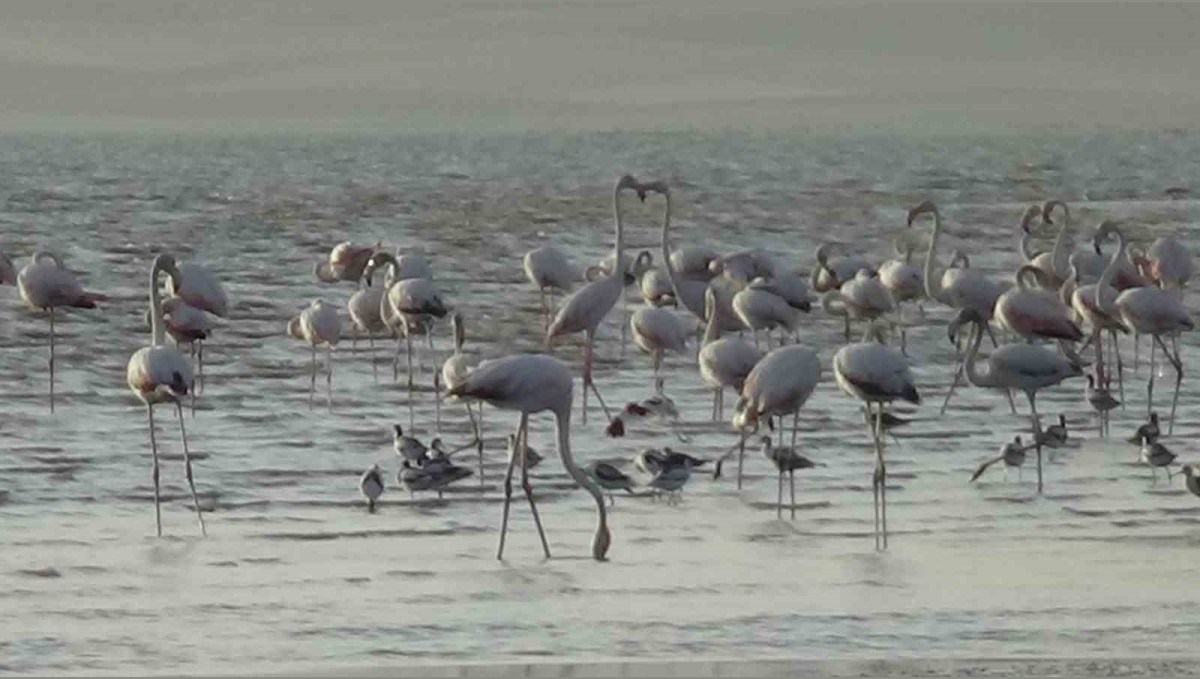 Erçek Gölü'nde flamingoların renkli dansı