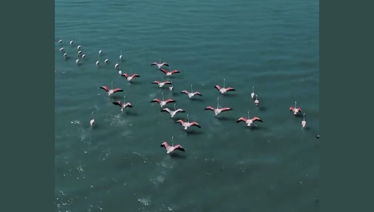 Erçek Gölü'nde jandarmadan flamingo nöbeti