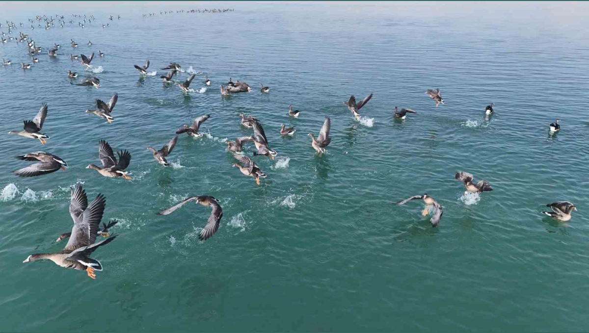 Erçek Gölü'nün yeni misafirleri küçük sakarcalar havadan görüntülendi