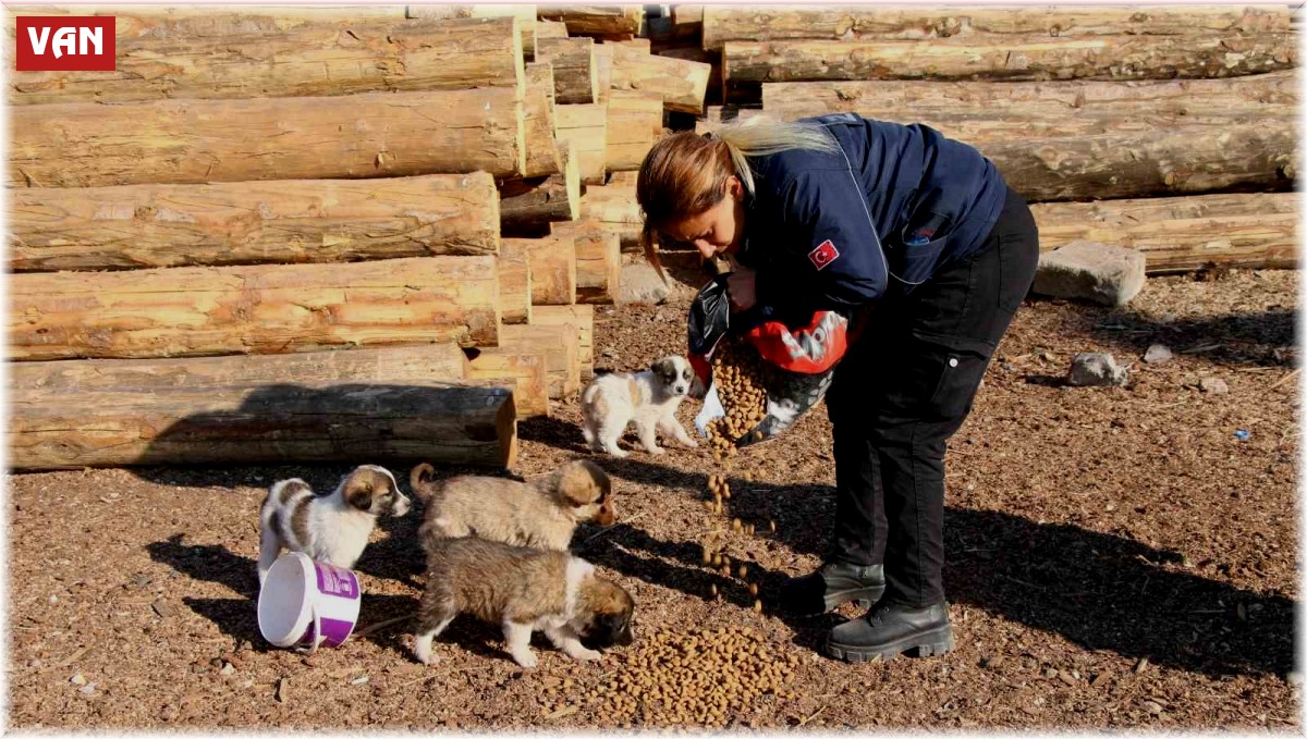 Erciş belediyesi sokak hayvanlarını unutmuyor