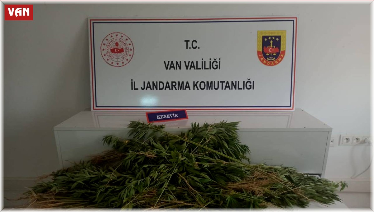 Erciş'te 237 kök Hint keneviri ele geçirildi