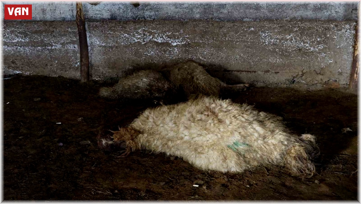 Erciş'te ahırda havasız kalan koyunlar telef oldu