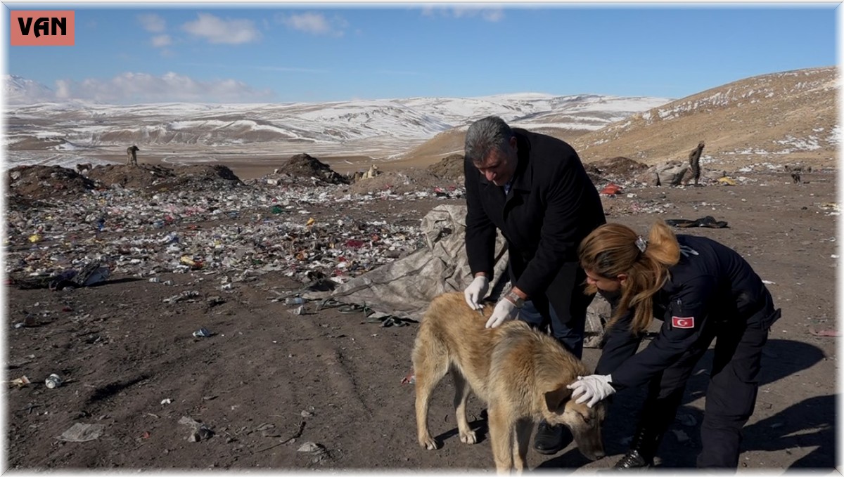 Erciş'te belediye ekipleri sokak hayvanlarına yiyecek bırakarak aşılarını yaptı