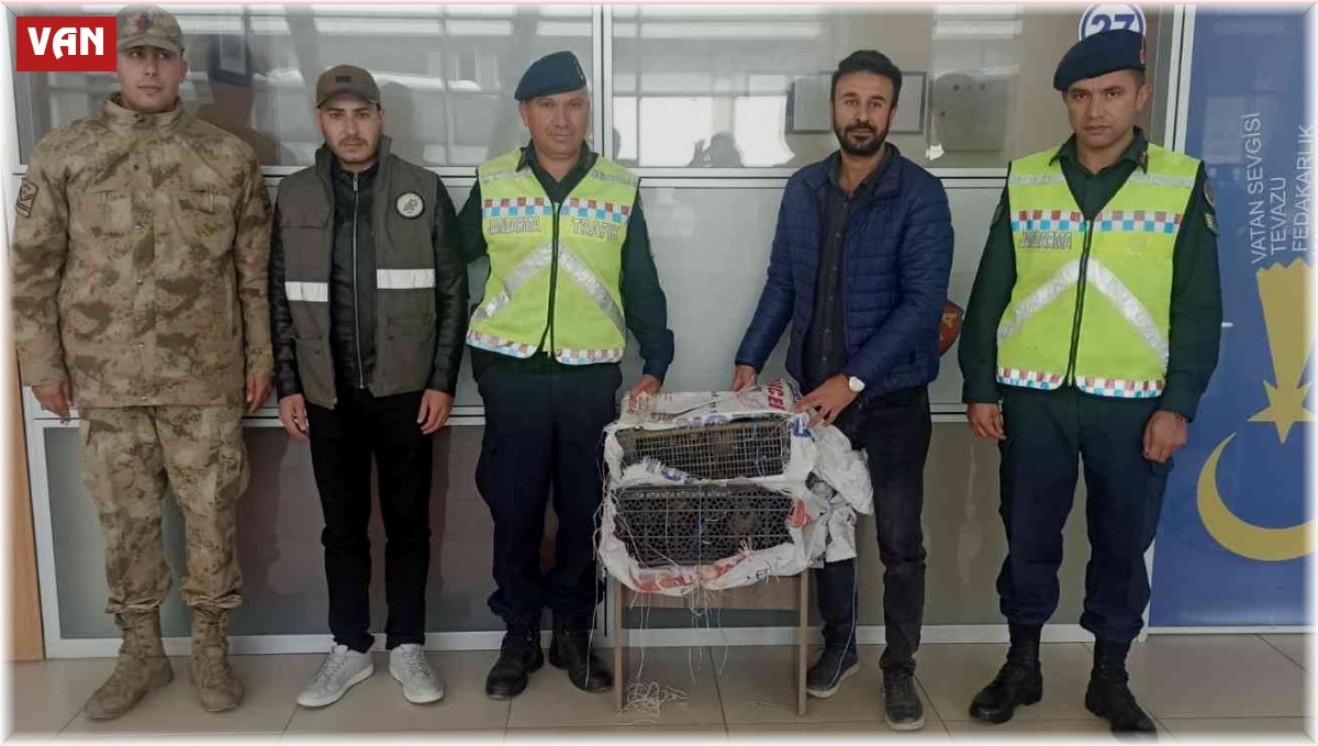 Erciş'te kafes avcılığı