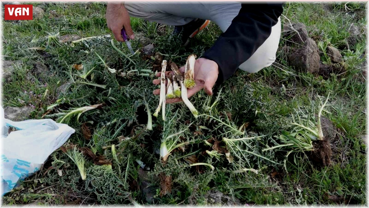 Erciş'te kenger bitkisine yoğun ilgi