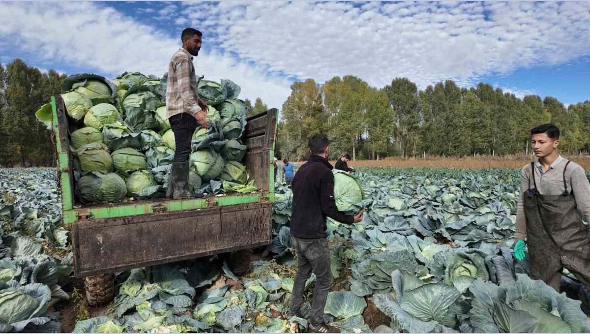 Erciş'te lahana hasadı başladı