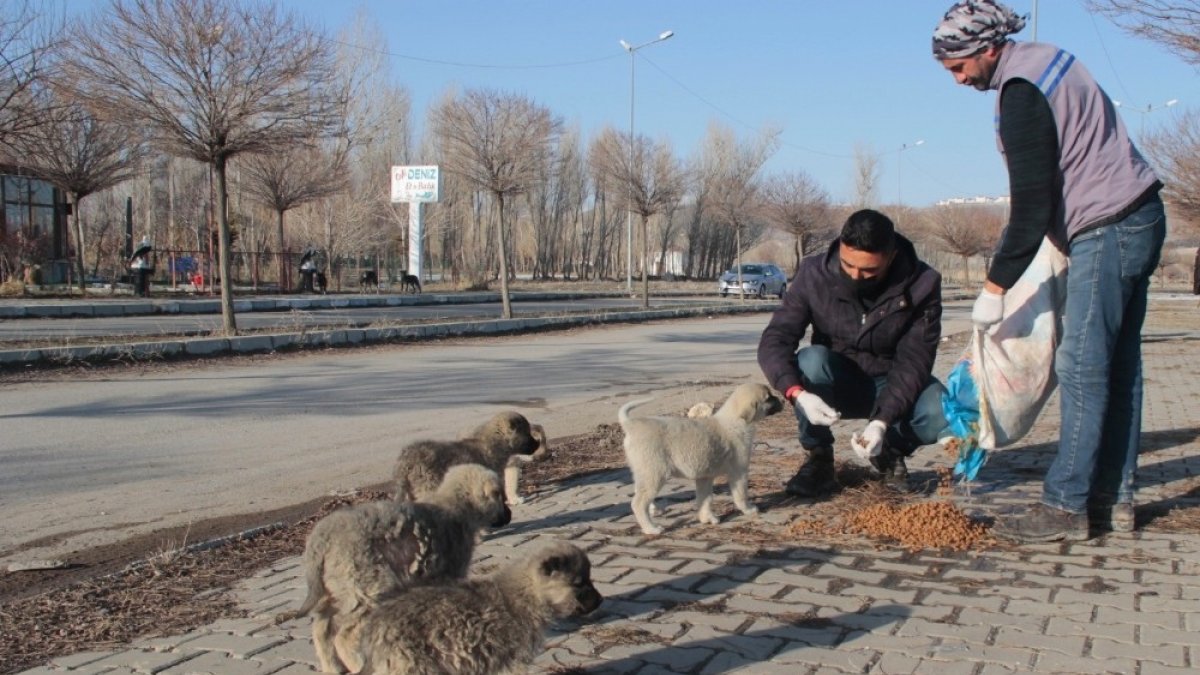 Erciş'te sokak hayvanları unutulmadı
