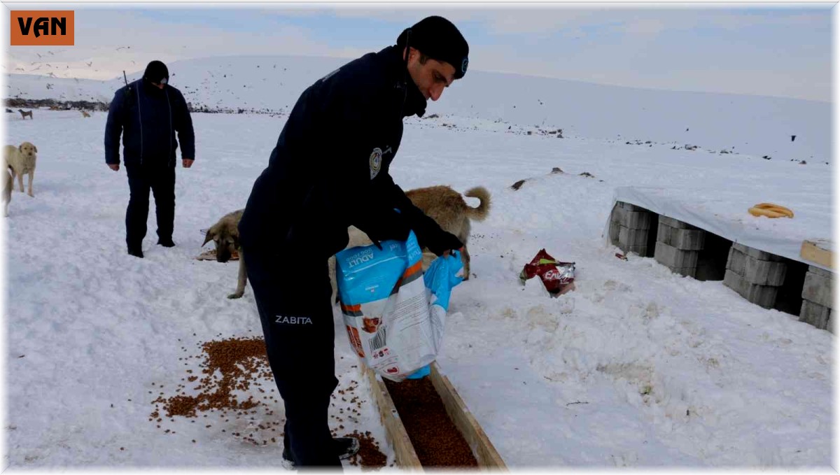 Erciş'te sokak hayvanları unutulmadı
