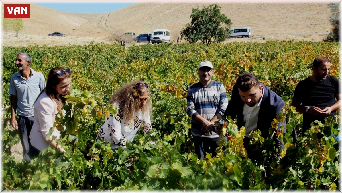 Erciş üzümü denetimden geçti