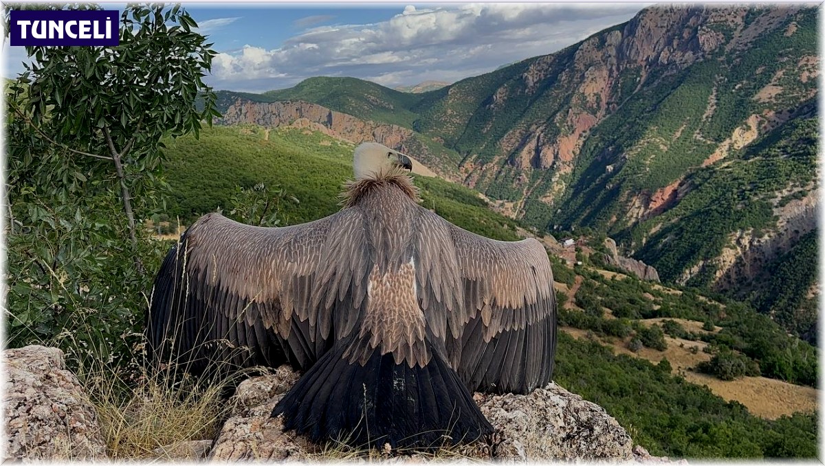 Ergen akbabanın uçma egzersizi kamerada
