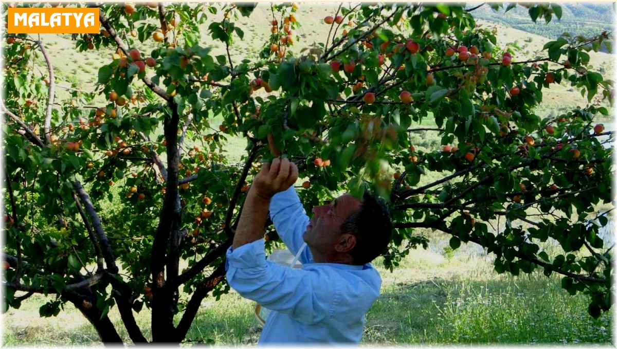 Erkenci kayısıda hasat zamanı
