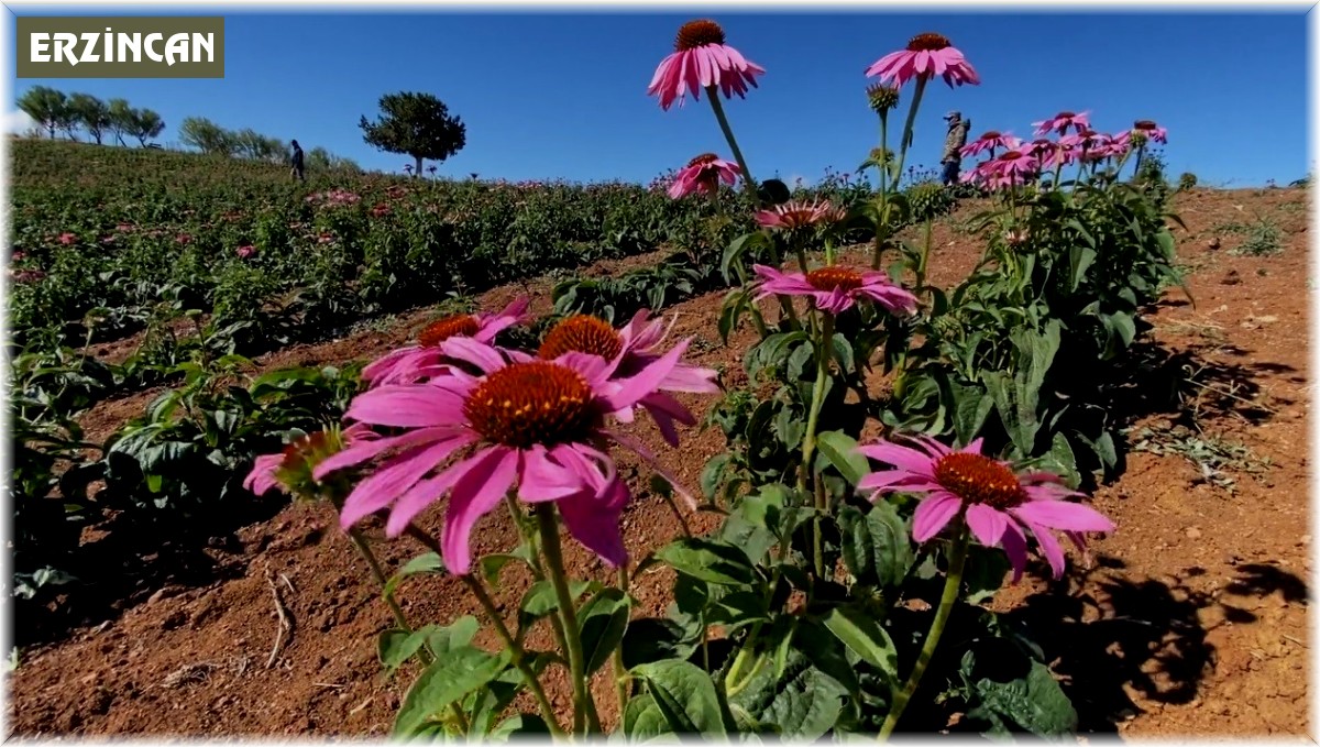 Erzincan 500 dolayında endemik bitkiye ev sahipliği yapıyor