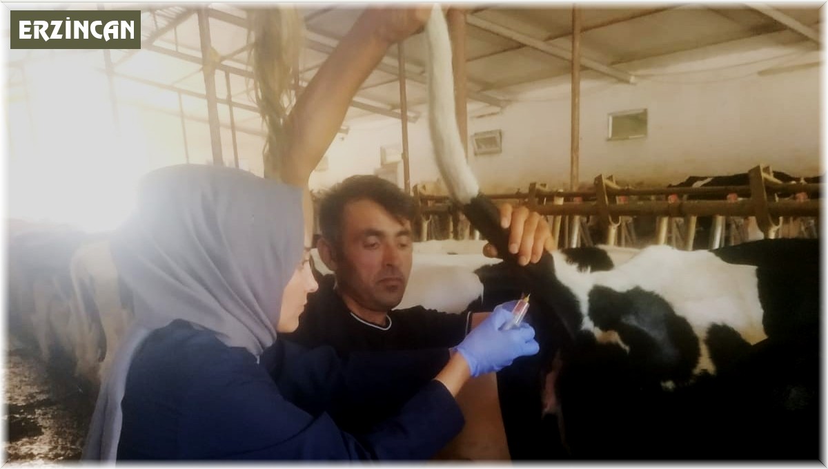 Erzincan'a gelen ithal hayvanların kontrolleri yapılıyor