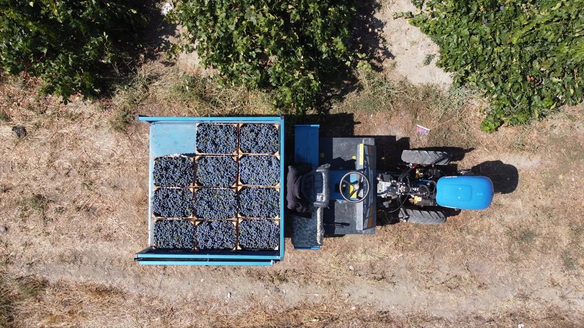 Erzincan bağlarında "Cimin üzümü" bereketi