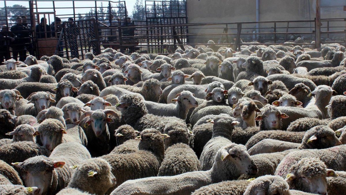 Erzincan çiftçisine anaç koyun keçi desteği