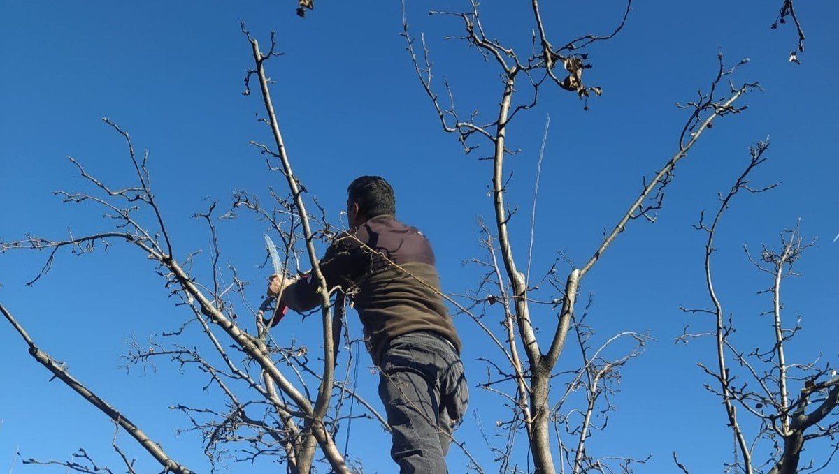 Erzincan çiftçisine 'budama' uyarısı
