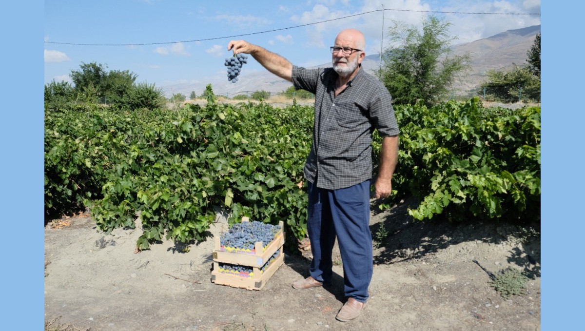 Erzincan Cimin üzümünde hasat başladı: Sofralıkta eşsiz, şarapta kullanılamaz