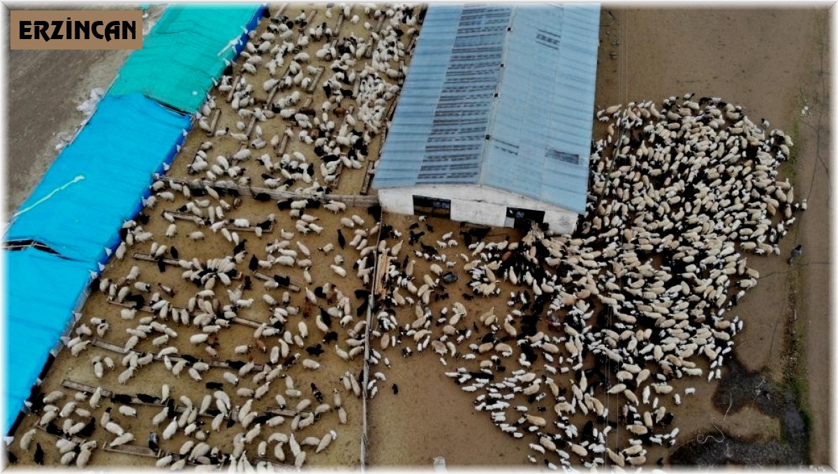 Erzincan'da 1 yılda 114 çiftçi devlet desteğiyle sürü sahibi oldu