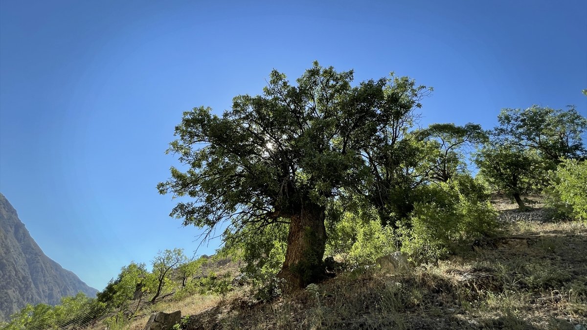 Erzincan'da 10 sakız ağacı 'anıt ağaç' olarak tescillendi