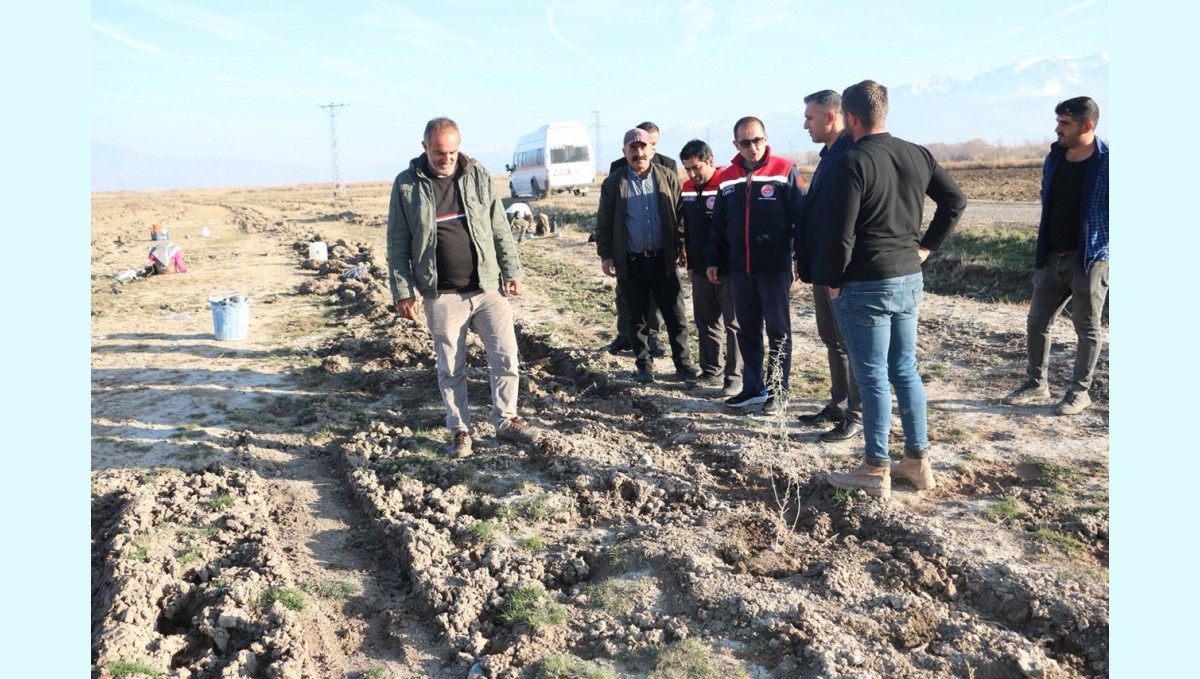 Erzincan'da 111 bin tuz çalısı toprakla buluşturuldu