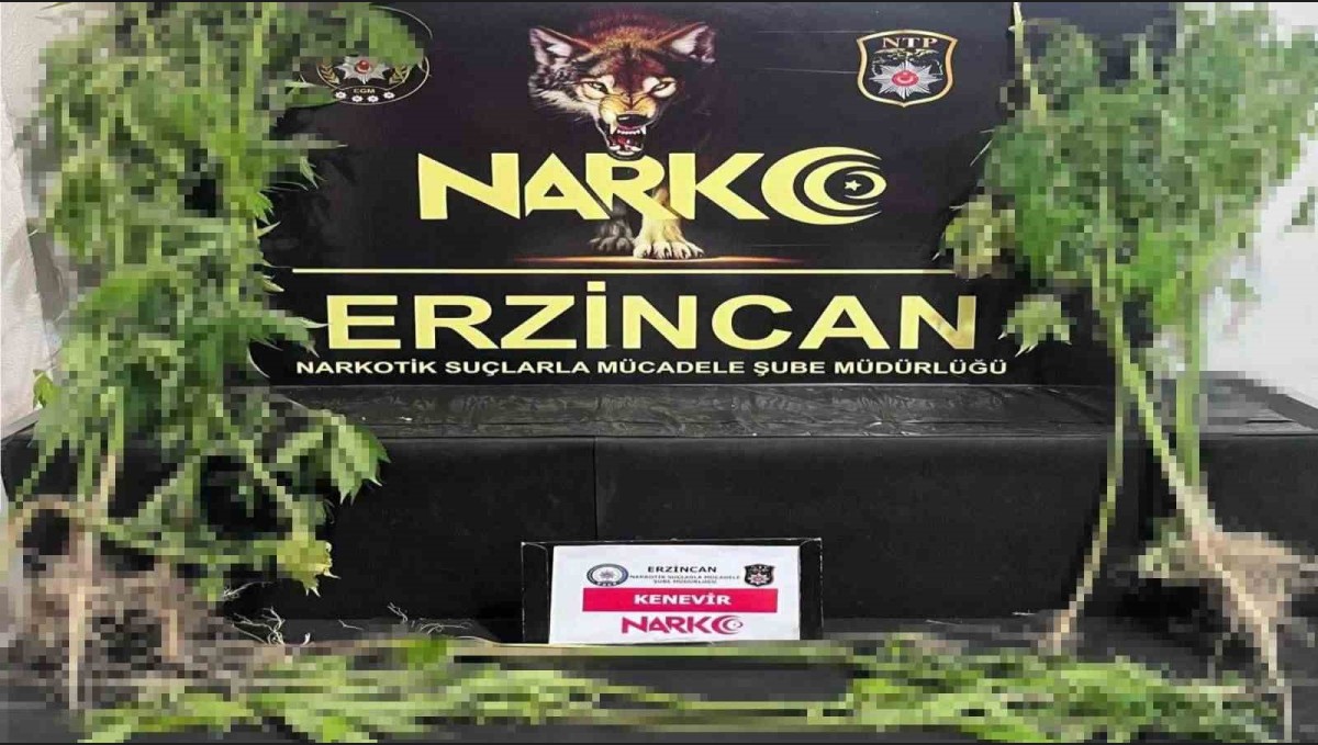 Erzincan'da 15 kök kenevir bitkisi ele geçirildi