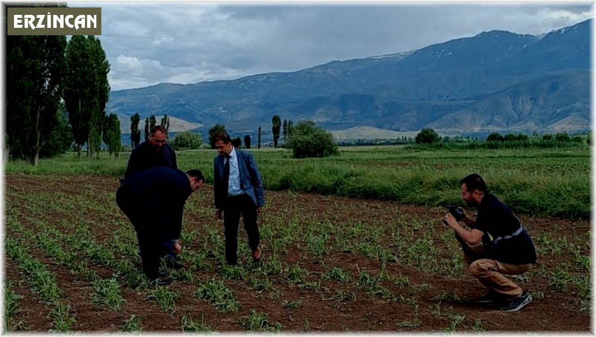 Erzincan'da 2 bin dönüm ekili araziyi dolu vurdu