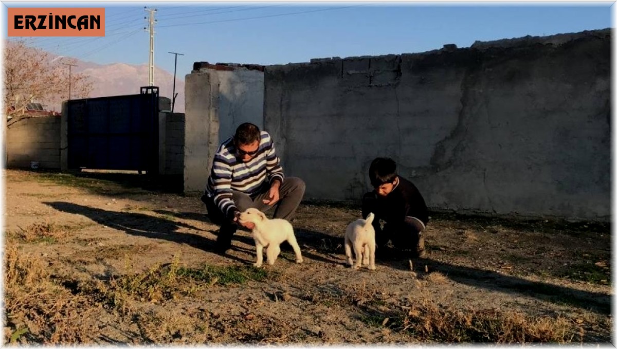 Erzincan'da 238 köpek kimliklendirildi