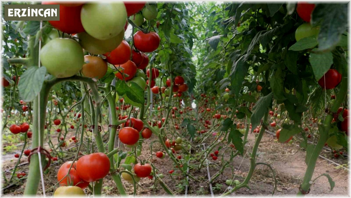 Erzincan'da 600 dekarlık sera işletmesinde üretilen domates, çevre illere pazarlanıyor