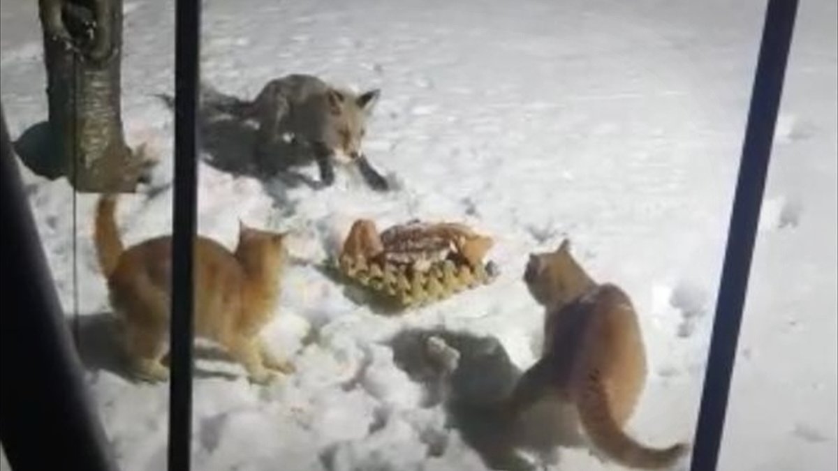 Erzincan'da aç kalan tilki kurnazlığıyla bahçedeki kedilerin yemeğine ortak oldu