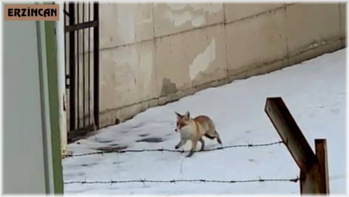 Erzincan'da aç kalan tilki yemek aramak için şehir merkezine indi