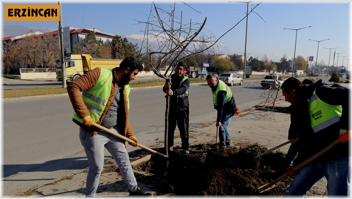 Erzincan'da ağaçlandırma çalışmaları devam ediyor