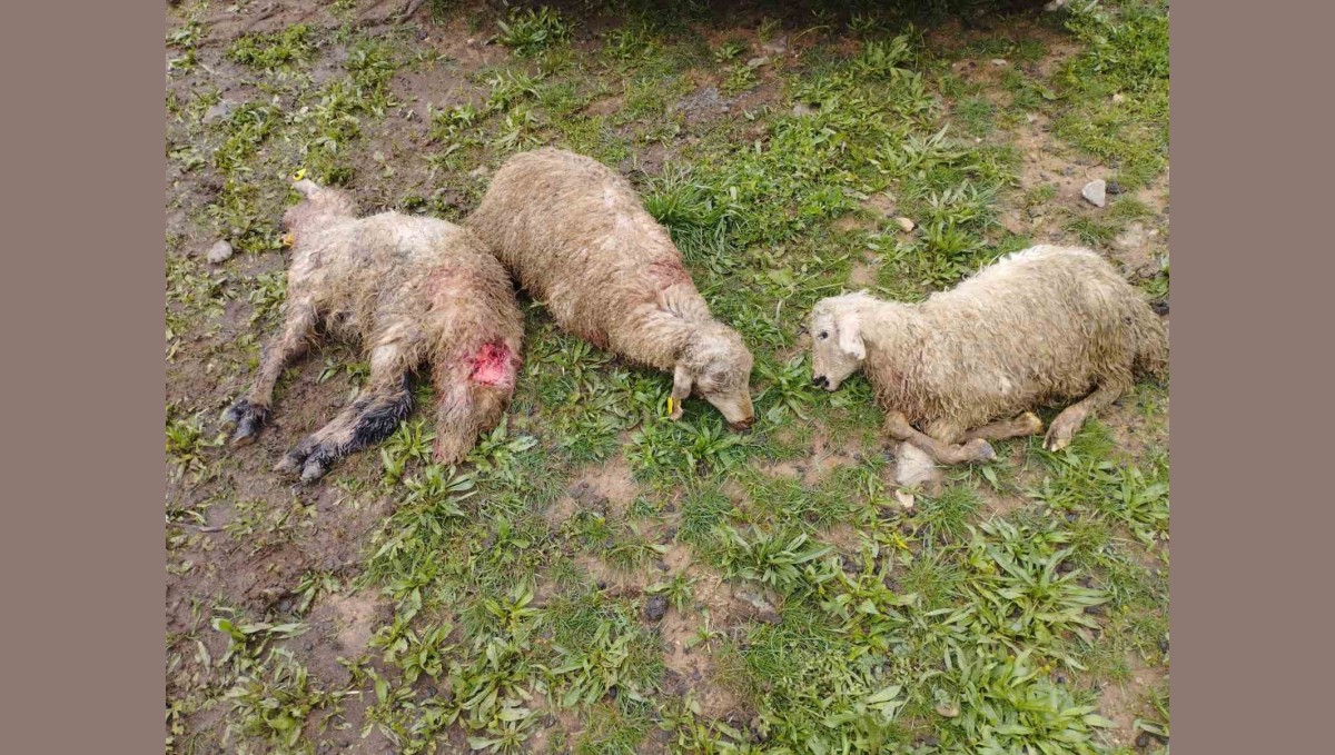 Erzincan'da ağıla giren kurtlar 15 kuzuyu telef etti, 15'ini yaraladı, 30'u ise kayboldu