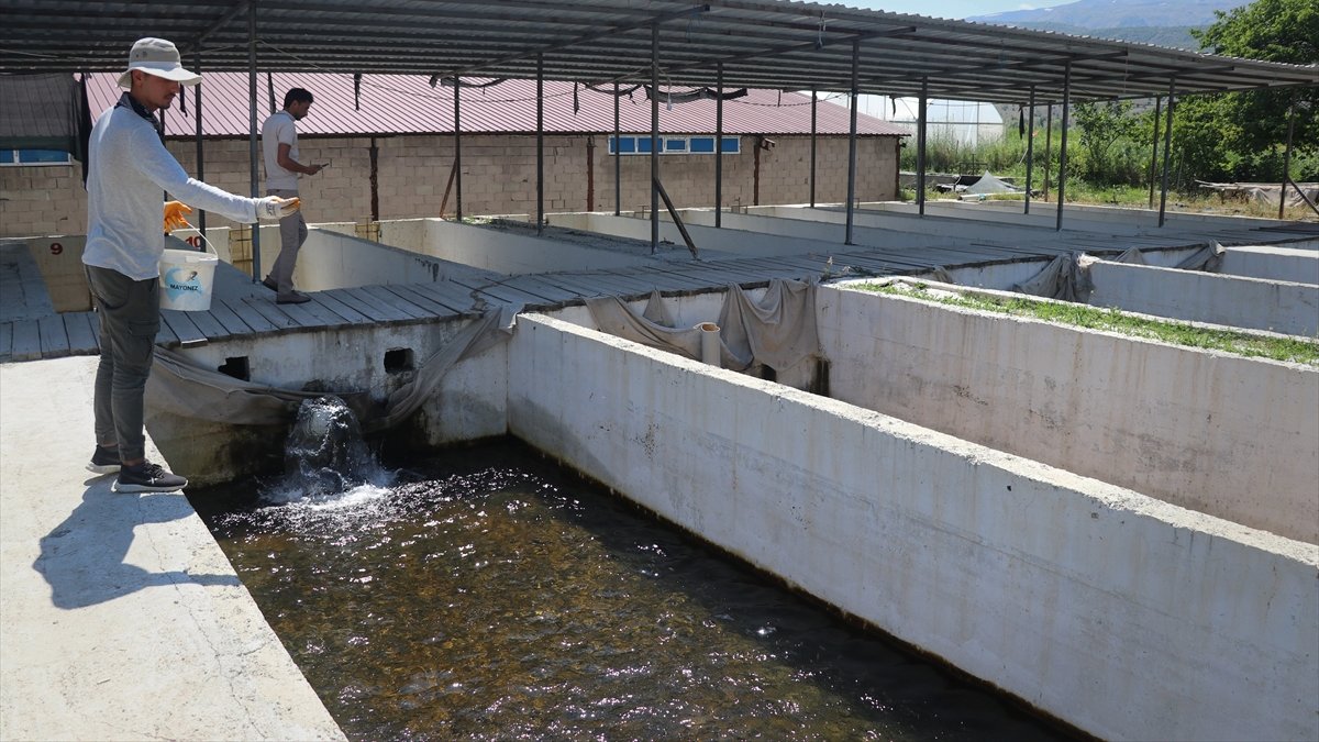 Erzincan'da alabalık üretimi devlet desteğiyle yaygınlaşıyor