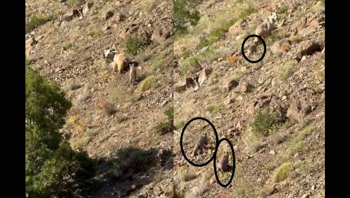 Erzincan'da anne ayı ve 3 yavrusu görüntülendi