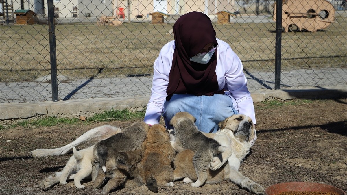 Erzincan'da annesi ölen 7 minik köpeğe, yavruları hastalıktan ölen başka bir köpek bakıyor