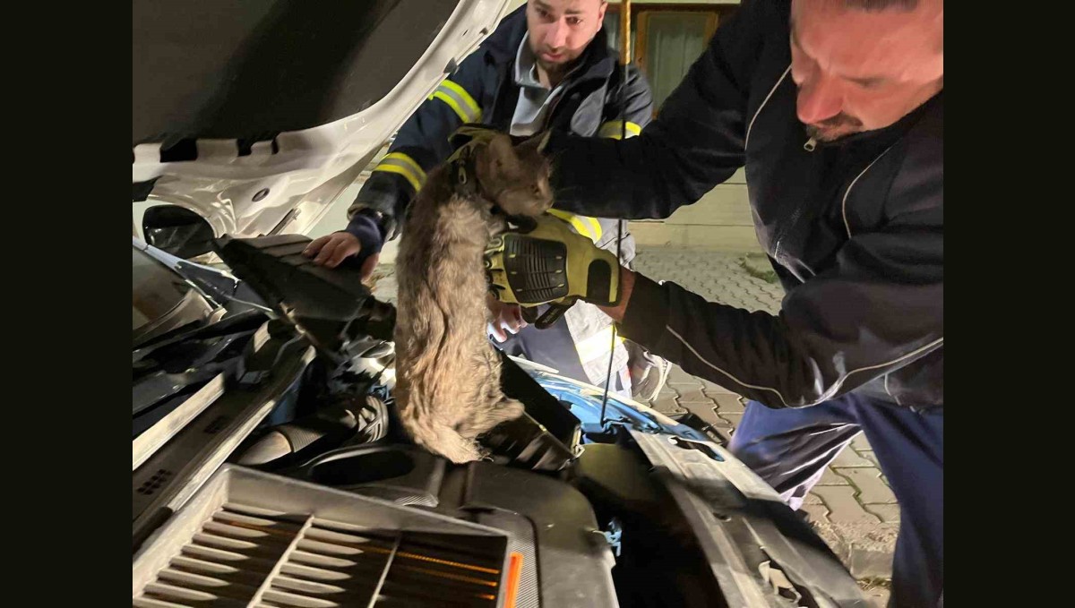 Erzincan'da aracın motor bölmesine sıkışan kediyi itfaiye ekipleri kurtardı