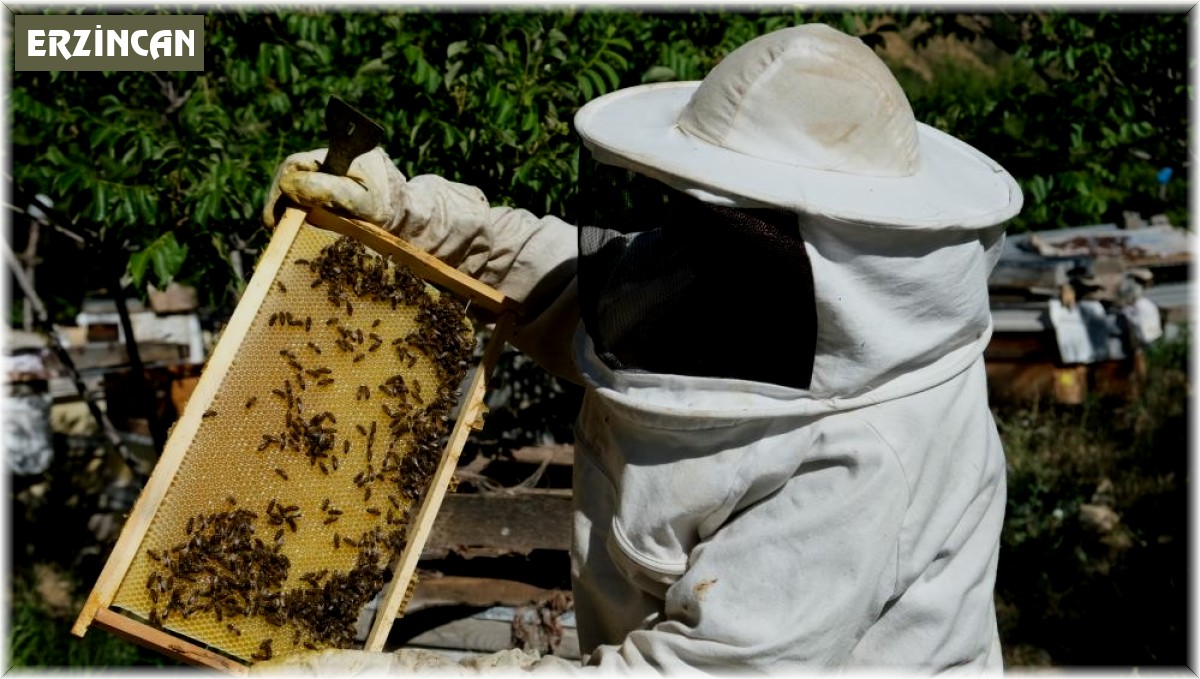 Erzincan'da arıcılara yüzde 50 hibeli "Polen Tuzaklı Kovan" dağıtılacak