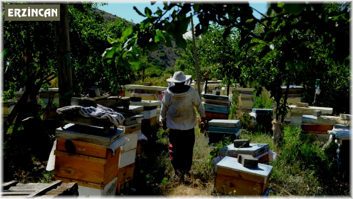 Erzincan'da arıların 'tatlı uykusu' başlıyor