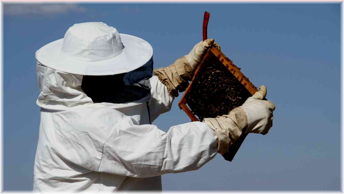Erzincan'da arıların "tatlı uykusu" başlıyor