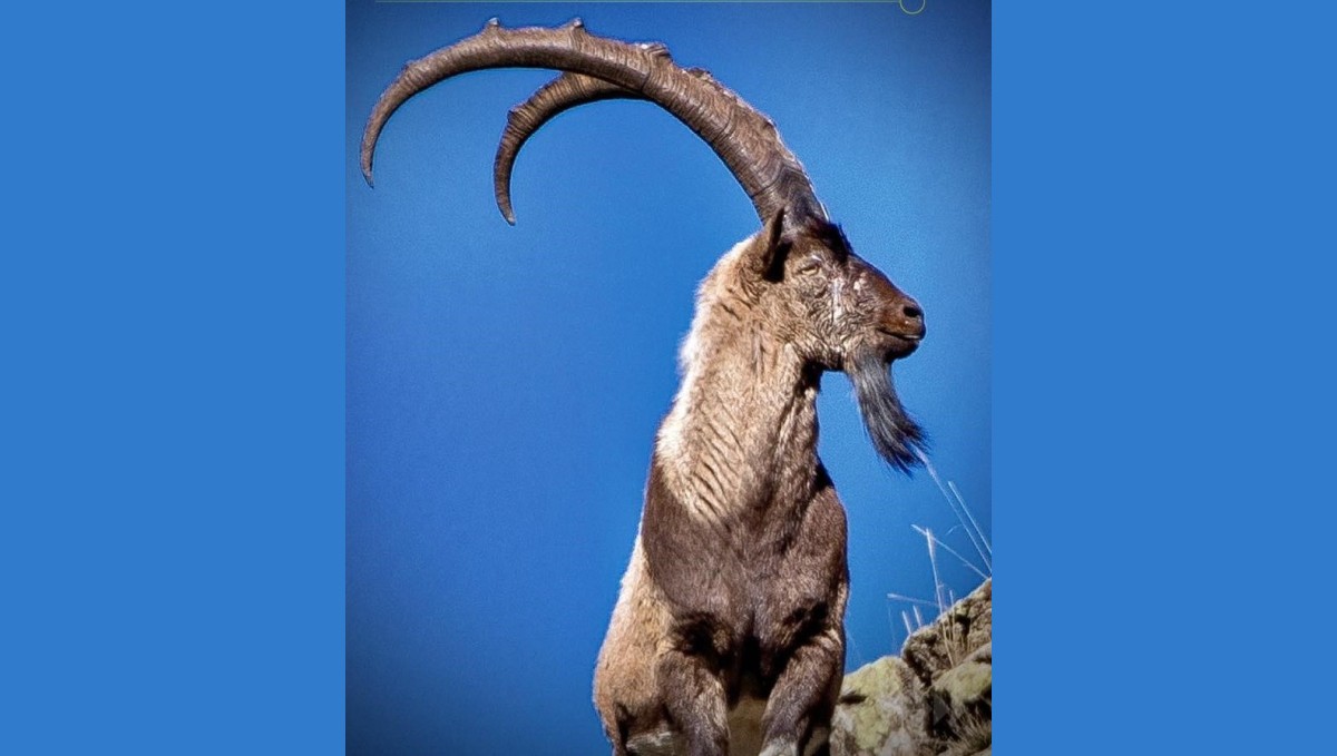 Erzincan'da av turizmi kapsamında 11 yaban keçisi kotası