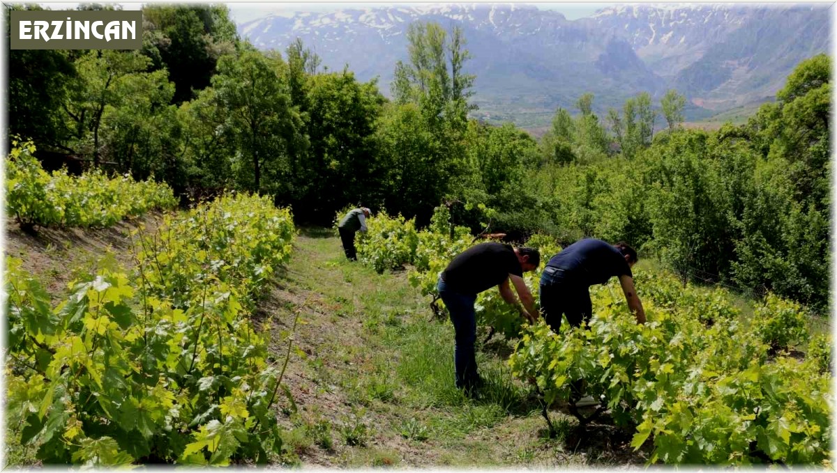Erzincan'da bağlarda kontroller sürüyor