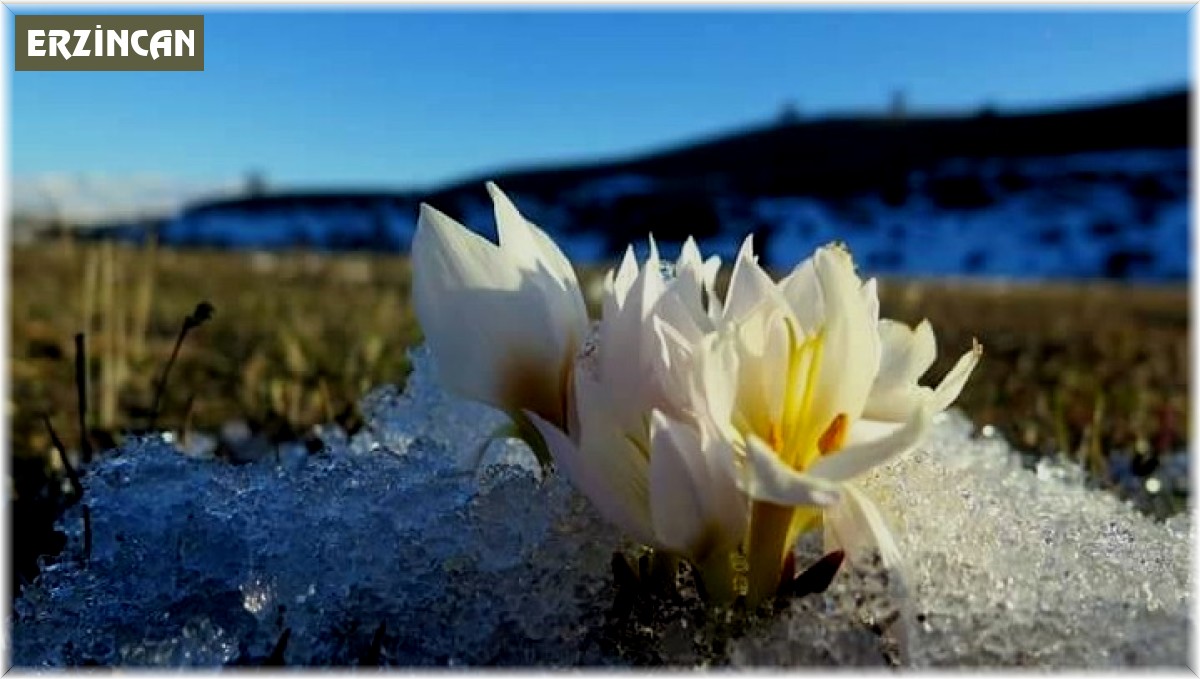 Erzincan'da baharın müjdecisi kardelenler çiçek açtı