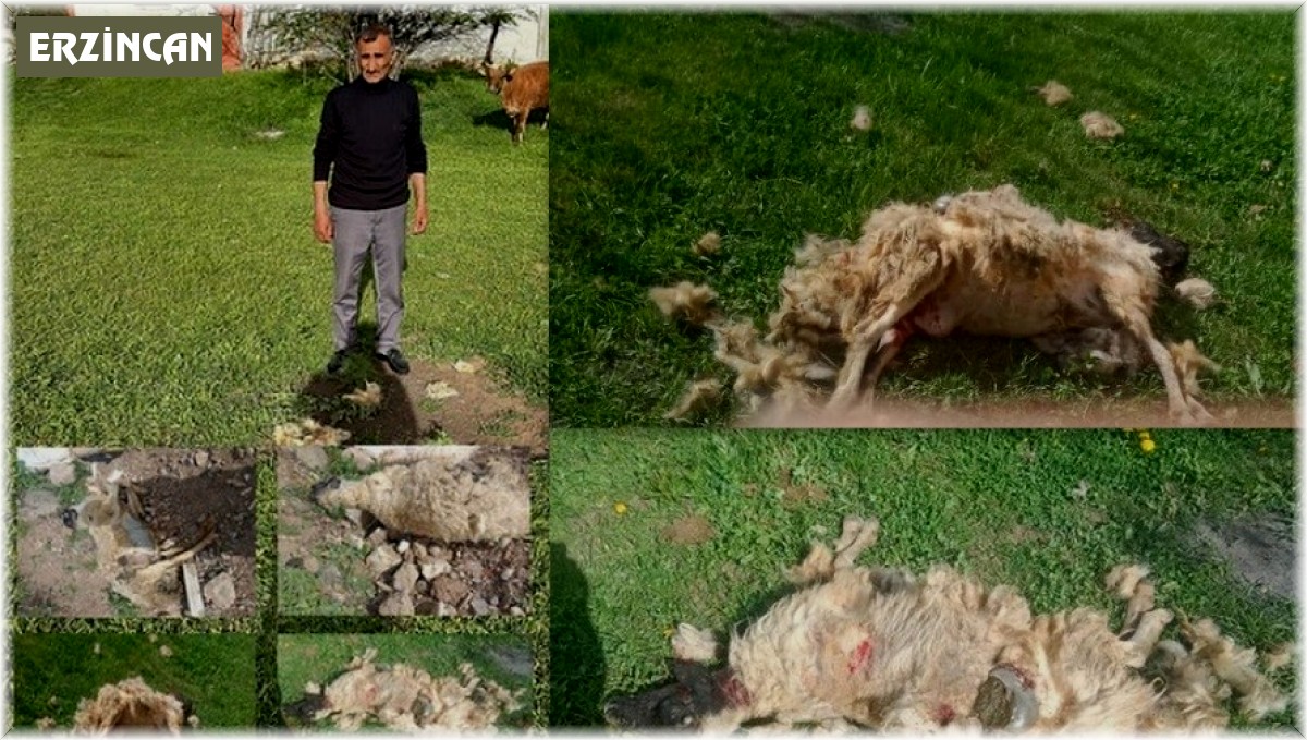 Erzincan'da başıboş köpeklerin saldırdığı 7 koyun telef oldu