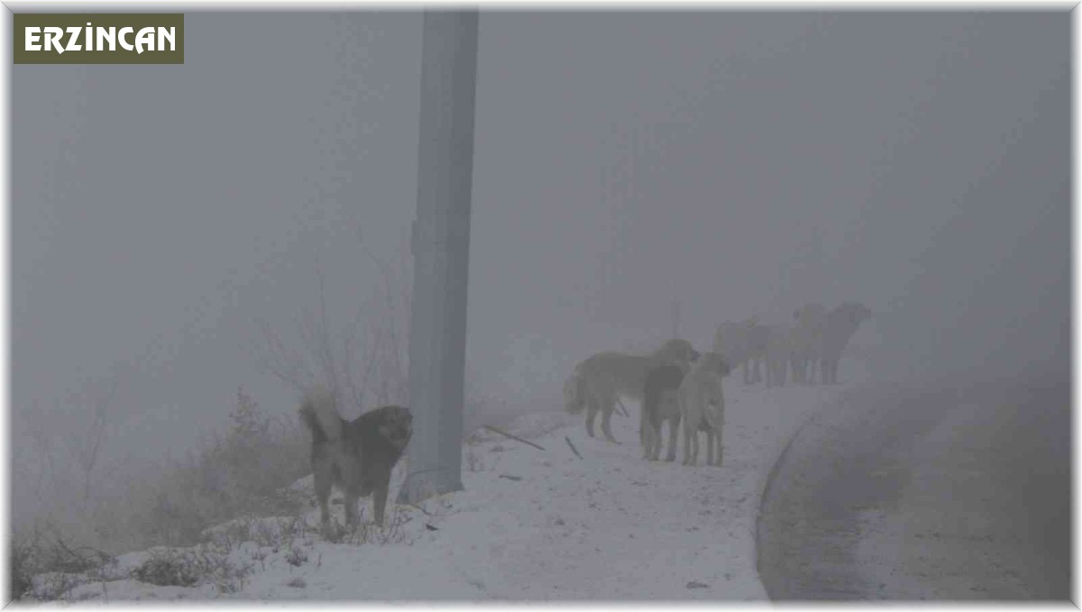 Erzincan'da başıboş sokak köpekleri tehlike saçıyor