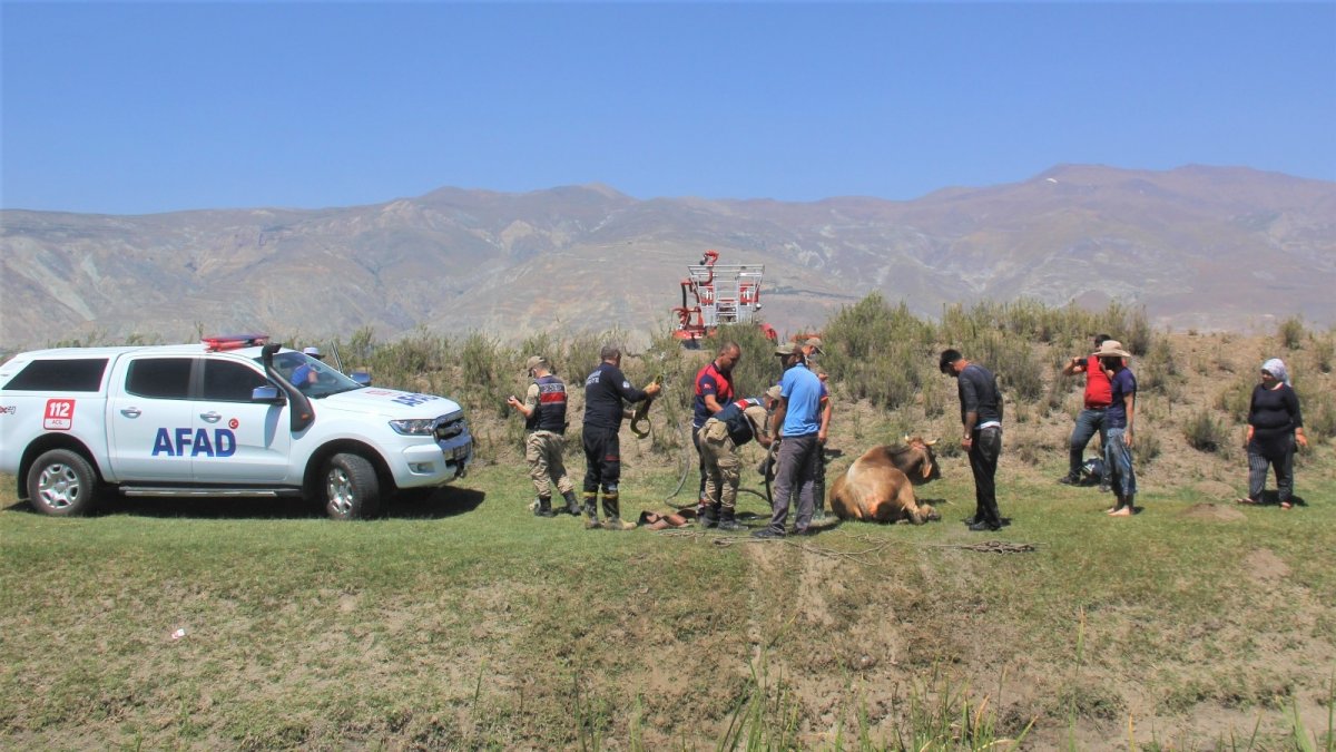 Erzincan'da, bataklığa saplanan inek kurtarıldı