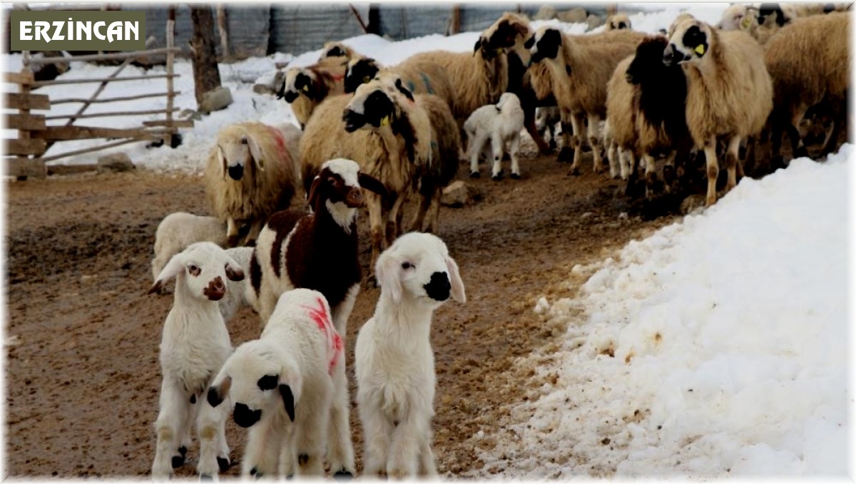Erzincan'da besicilerin 'kuzu' mesaisi
