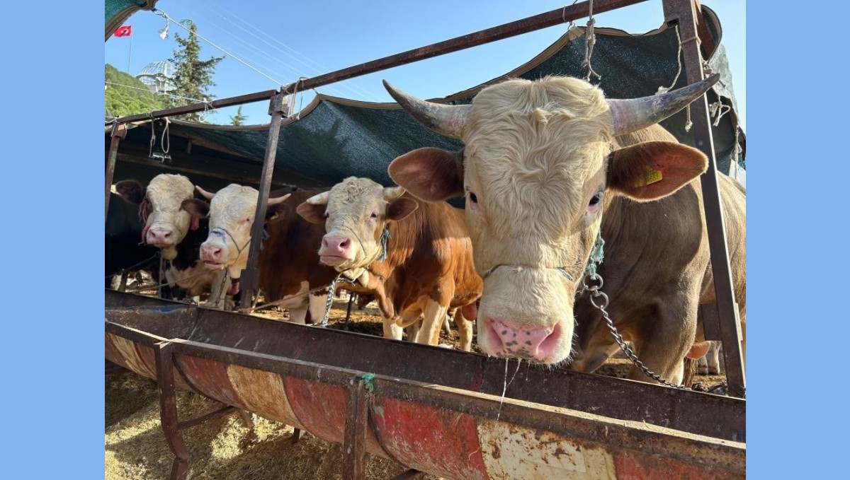 Erzincan'da 'Besilik Erkek Sığır Desteği' başvuruları başladı