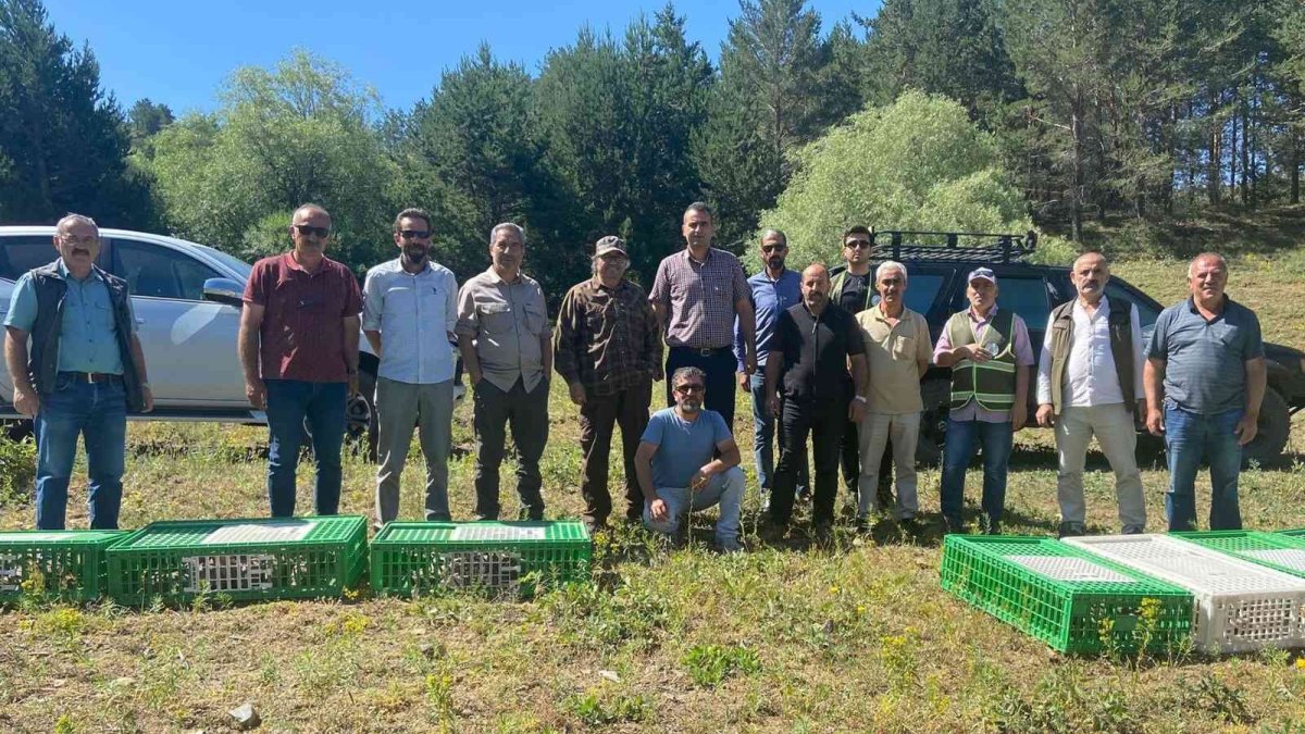 Erzincan'da bin adet kınalı keklik doğaya salındı