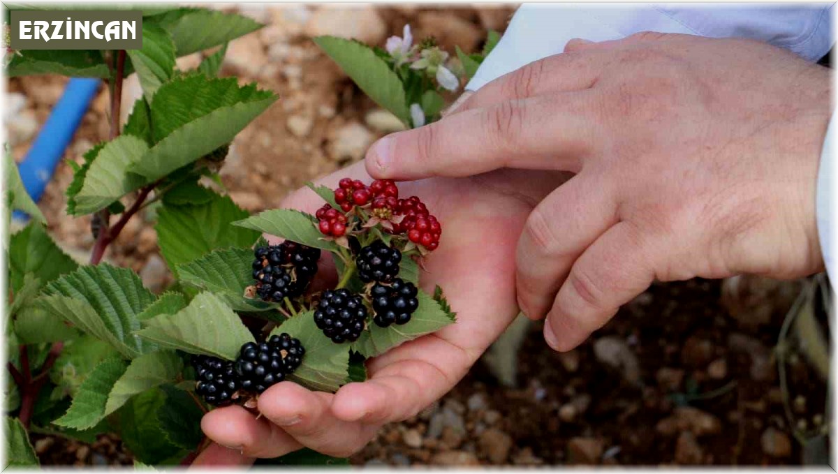 Erzincan'da böğürtlen yetiştiriciliğine başladı